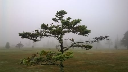 Tree - fog, spruce, tree, rough