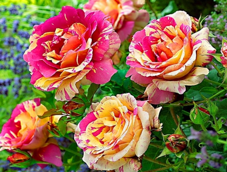 Twilight of summer roses - flowers, yellow, roses, pink