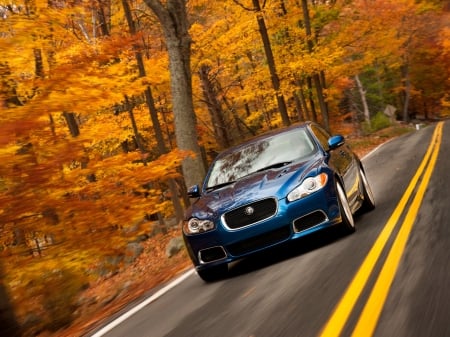 jaguar xfr - british, autumn, road, jaguar, forest