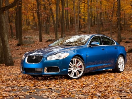 jaguar xfr - jaguar, forest, british, autumn