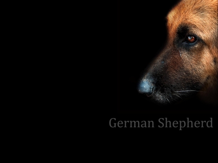 german shepherd - shepherd, face, german, dog