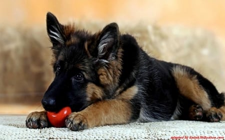 german shepherd - german, puppy, dog, shepherd, apple