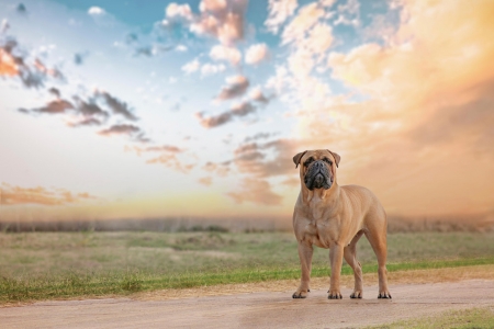 Mastiff - animal, nature, dog, mastiff