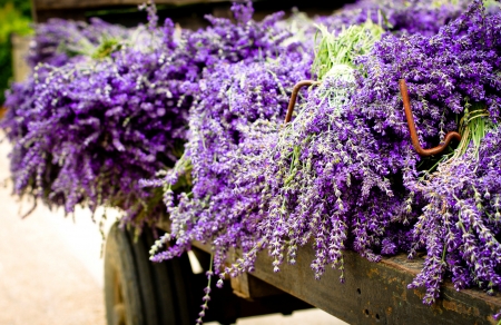 Load of lavenders - flowers, harvest, lavender, purple