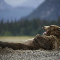 Bear on his back