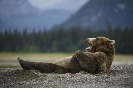 Bear on his back - animal, bear, wild life, teddy