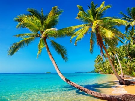 Thailand beauty - trees, palms, summer, beach, beautiful, sea, ocean, rest, Thailand, tropics, exotic, paradise, sands, sky