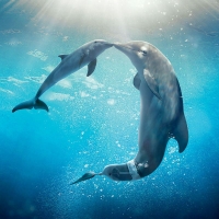 Dolphins