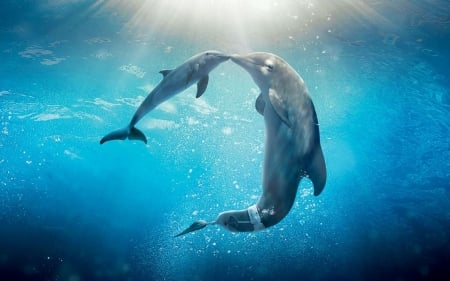 Dolphins - sea, oceans, dolphins, blue