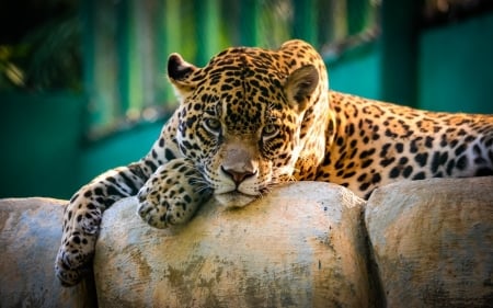 Resting Leopard - predator, stones, cat, wild