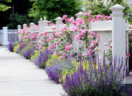 White fence with lavenders and pink roses - white, garden, purple, roses, pink, fence, lavender