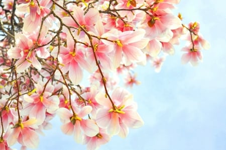 Magnolia - magnolia, spring, pink, tree