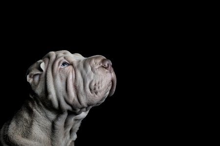 Shar pei dog - animal, cute, shar pei, dog