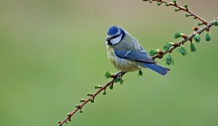 Blue Tit - bird, branch, blue, pitigoi, green, spring, tit, blue tit