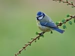 Blue Tit