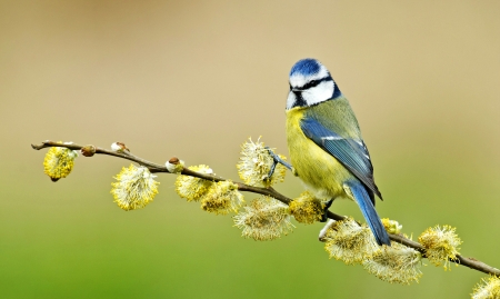 Blue Tit - bird, branch, yellow, blue, blue tit, spring, tit, willow, pitigoi, green