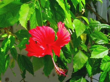 HIBISCUS - leaves, nature, hibiscus, flower