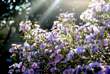 SUMMER BLOOMS - rays, summer, flowers, sun