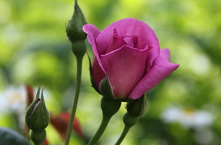 Rose - green, bud, rose, flower, pink