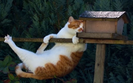 Hello, birdie! - cat, animal, house, funny, bird