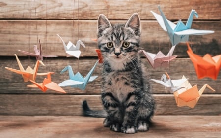 Kitten and paper birds - cat, funny, kitten, bird, wood, white, blue, paper, animal, orange, cute