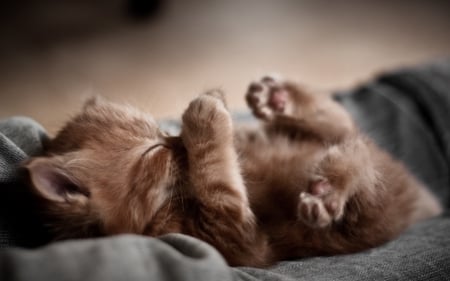 Kitten - animal, kitten, paw, brown, cute, chocolate, sweet, cat