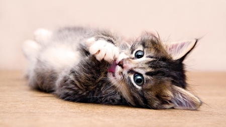 Kitten - animal, kitten, paw, cute, sweet, cat