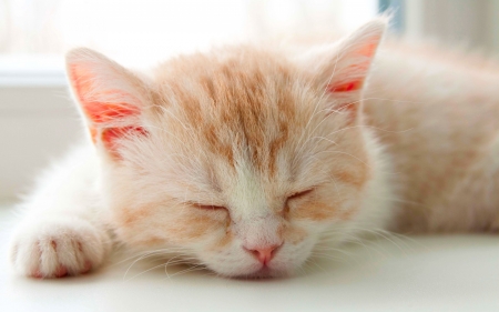 Kitten - cat, ginger, kitten, white, sleep, pink, animal, orange, sweet, cute