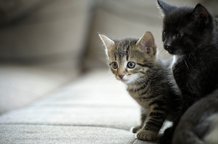 Kittens - cat, couple, animal, cute, black, kitten