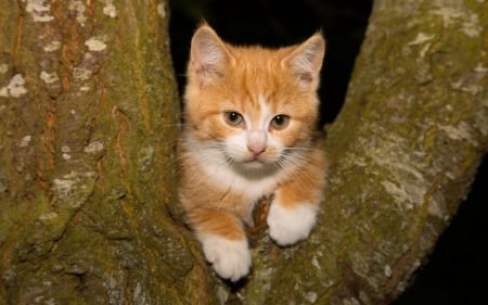 Kitten - cat, funny, black, kitten, ginger, wood, white, orange, animal, sweet, tree, cute