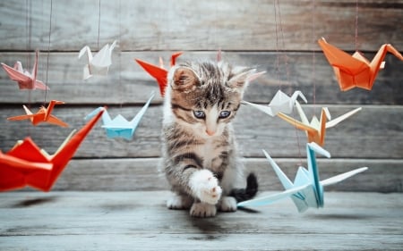 Playing with paper birds - cat, funny, bird, kitten, wood, white, play, blue, paper, animal, orange, sweet, cute