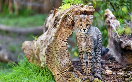 Young Cheetah - cheetah, animal, wood, grass