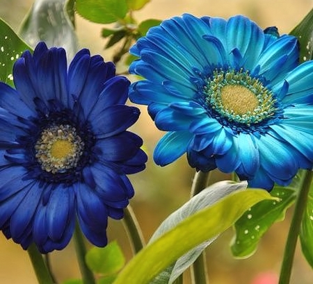 Blue Flowers - flowers, nature, pretty, blue