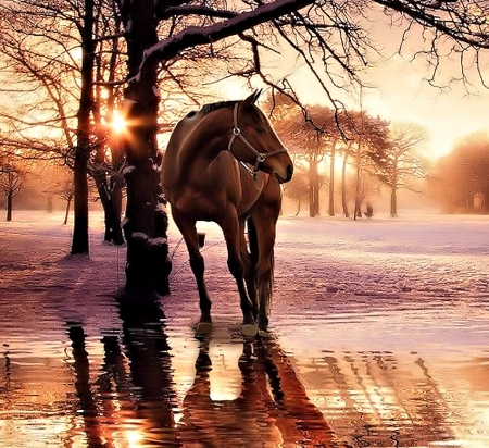 Horse - horse, animal, pretty, sunrise