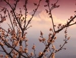 blooms with mighty mountain background