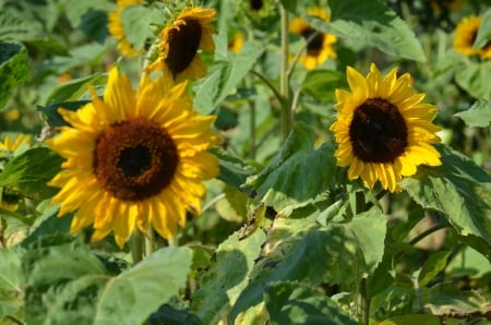 Sunflowers - blossoms, summer, plants, petals, field, leaves, sunshine