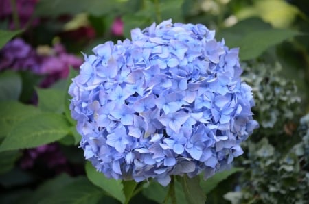 Hydrangea - petals, plant, blossom, park, blue