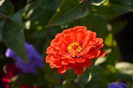 Zinnia - summer, garden, petals, plant, blossom, orange