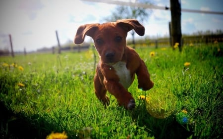 Running puppy - Puppy, Dog, Animals, Running puppy