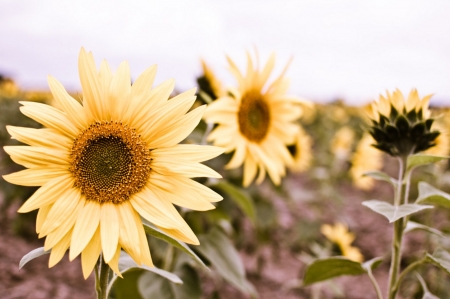 Sunflower - sunflower, nature, yellow, photography, sunny, flowers