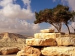 trees growing in desert rocks