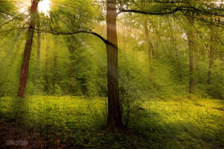 Rays - trees, nature, greenery, rays