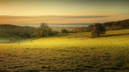 Field - nature, sheep, field, grass