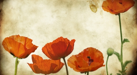 Flowers - backround, flowers, poppies, red