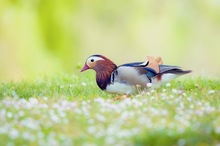 Mandarin duck - bird, white, red, green, mandarin duck, field, flower