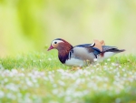 Mandarin duck