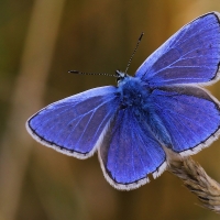 Polyommatus Icarus