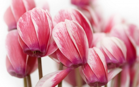 Tulips - white, flower, pink, tulip, spring