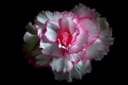 Rose - carnation, back, white, rose, pink