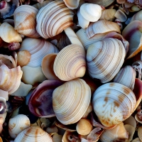 Shells